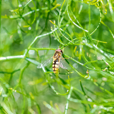Hoverfly, beautiful insect flying, on a green background