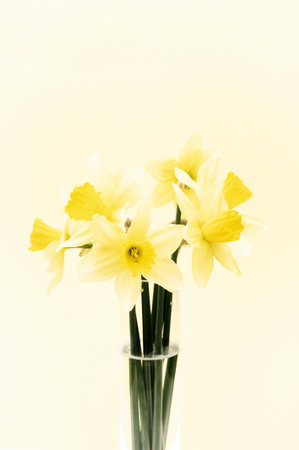 Springtime concept - Yellow blooming duffodils in a glass vase against a light  pastel color wallの写真素材