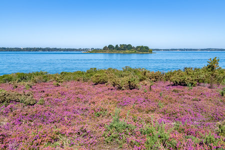Ile-aux-Moines in the Morbihan gulf, heather in bloom on the moorの写真素材