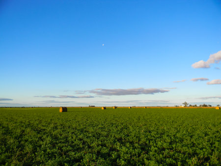 landscape of the Argentine countryside with plantation and alfalfa rollsの写真素材