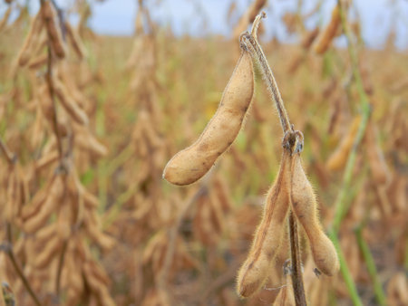 close up of the ripe soybean in the field plantationの写真素材