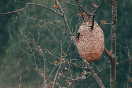 Hive of wasps hanging from leafless tree in forestの写真素材