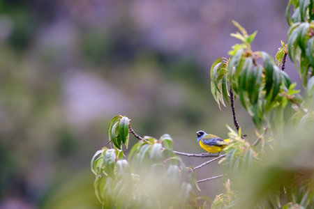 Blue and yellow Tanager (Rauenia bonariensis), perched on the branches of a tree.の写真素材