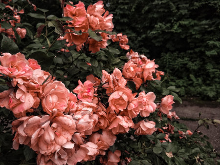 Beautiful pink roses grown in the gardenの写真素材