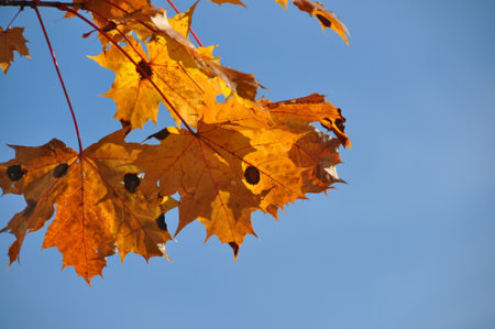 A closeup of fall leaves against the blue sky