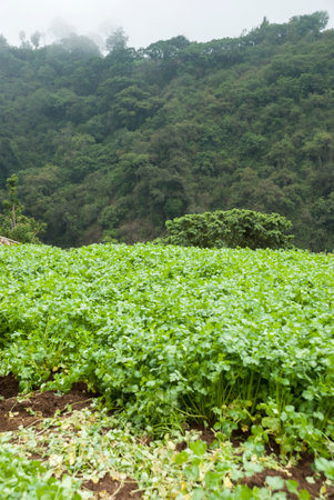 Harvest of organic coriander in mountain orchard, Guatemala. Coriandrum sativum