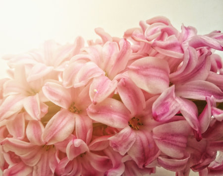 A selective focus shot of beautiful flowers with pink petalsの写真素材