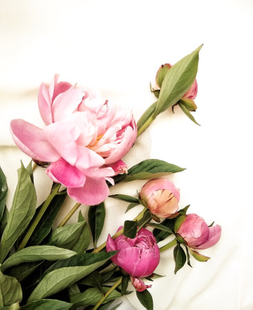 Beautiful pink peony flowers isolated on a white backgroundの写真素材