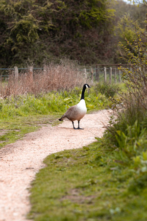 A vertical shot of a white and black goose in a small path among green grass and treesの写真素材