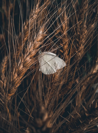 A butterfly on golden wheat in the field