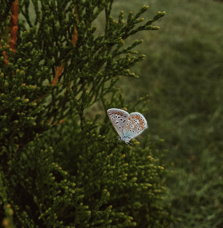 A butterfly on a green plant in the field