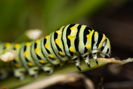 A closeup of caterpillar on a leaf with the blurred backgroundの写真素材