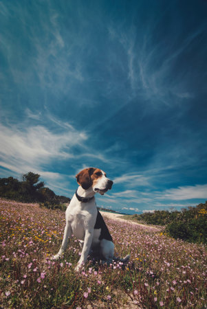 An adorable beagle dog in a flower fieldの写真素材