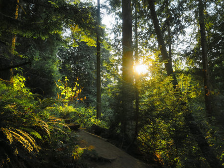 On a hiking trail in Shoreline Forest, Washington.