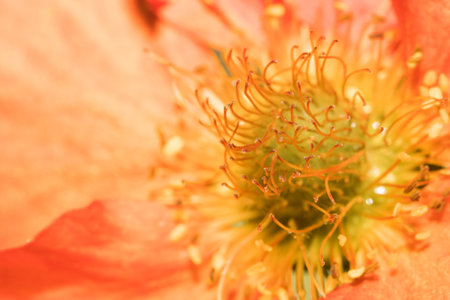 A macro shot of the middle part of a beautiful orange flowerの写真素材