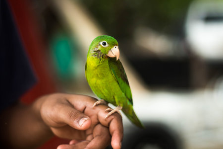 A shallow focus of a green parakeet perching on a male hand against a blurred background
