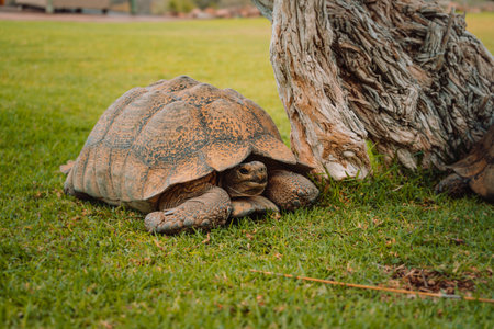 A closeup shot of a gopher tortoise on the grassy ground near a treeの写真素材