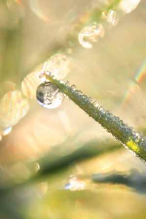 A macroscopic image of a frozen water droplet on the edge of a stem of grassの写真素材
