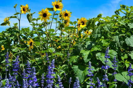 A field of sunflowers and lavender on a sunny dayの写真素材