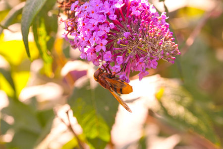 A closeup of a cute little bee harvesting pollen from a vibrant purple flower on a warm summer day