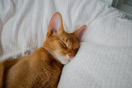 A cute brown kitten sleeping in the white bedの写真素材