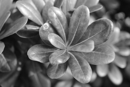 A greyscale shot of exotic plants with thick leaves in the forestの写真素材