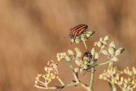 Striped shield bug, Graphosoma lineatum subspecies. siciliensis, on fennel. Bright red and black colors show warning coloration, aposematism. Malta,の写真素材