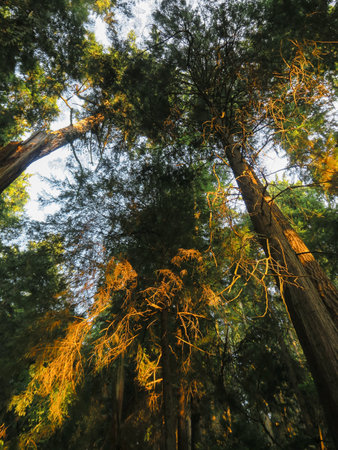 On a hiking trail in Shoreline Forest, Washington.