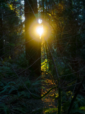 On a hiking trail in Shoreline Forest, Washington.の写真素材