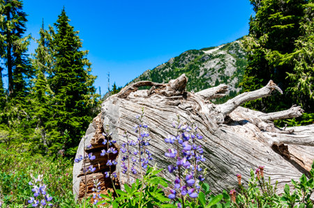 The beautiful lupine flowers in the forestの写真素材