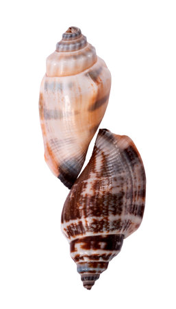 The single sea shell isolated on white background in Guatemala.