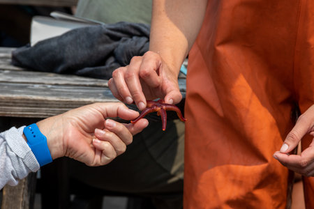 A closeup shot of a woman holding a starfishの写真素材