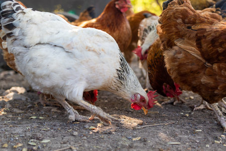A selective focus shot of chickens in a rural farmの写真素材