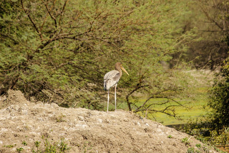 A closeup side profile portrait of a Painted stork (Mycteria leucocephala) Keoladeo National Park, Bharatpur, Indiaの写真素材