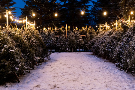 The snowy Christmas trees in the yard at the winter evening