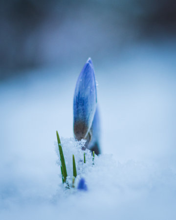 A closeup shot of a snowdrop growing in the snow wuth blurred backgroundの写真素材
