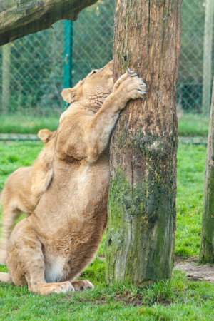 A vertical shot of a female lion clinging on a treeの写真素材