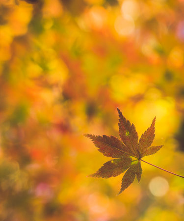 A vertical shot of an autumn leaf on a blurred background