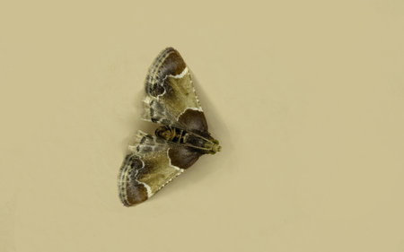 A night moth butterfly on the wall, The meal moth (Pyralis farinalis) a cosmopolitan moth of the...
