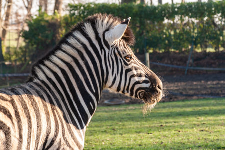 A closeup shot of a zebra on a field