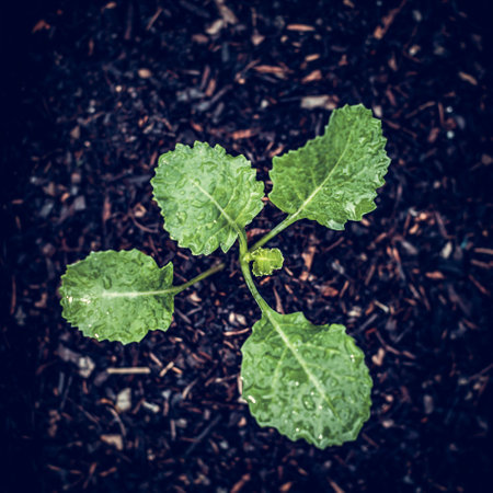 A selective closeup of sprouting plant in a soilの写真素材