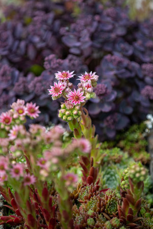 A vertical selective focus shot of pink Sempervivum tectorum flowers