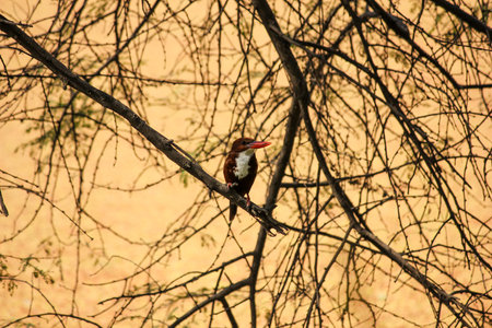 A beautiful shot of a bird in the Keoladeo National Park in Bharatpur in Rajasthan, Indiaの写真素材