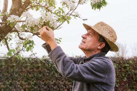 An older male with a hat touching the blooming tree branches with a happy faceの写真素材