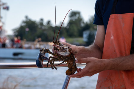 Live Lobster haul and demonstration on a boat in Boothbay Harbor Maine on a summer dayの写真素材