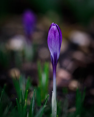 A selective-focus shot of a beautiful blue snow crocus flower