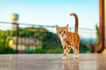 A selective closeup of a cute kitten walking in the yardの写真素材