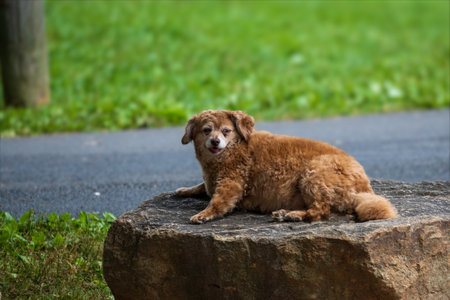 A closeup shot of a furry dog sitting on a rock in a gardenの写真素材