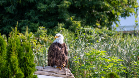 A beautiful bald eagle at a conservancy in southwestern Ontario