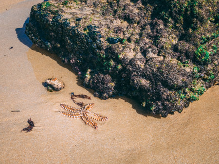 A starfish on Olhos de Agua beach in Algarve, Portugalの写真素材
